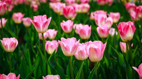 Blühende Tulpen. schönen Frühling und Sommer Hintergrund. Platz, um Text einzufügen. Frühlingsblumen. — Stockfoto