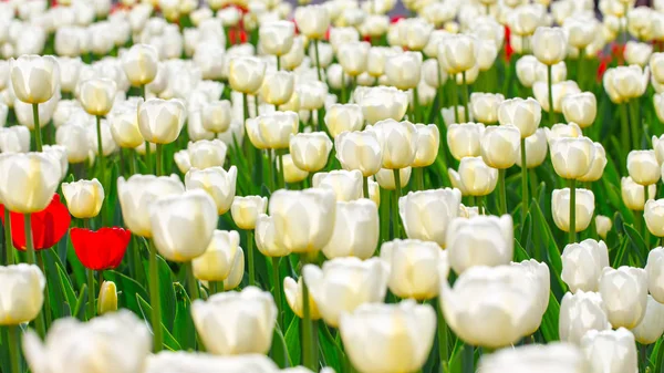 Kwitnące tulipany. Piękne wiosenne i letnie tło. Miejsce wstawiania tekstu. Wiosenne kwiaty. — Zdjęcie stockowe