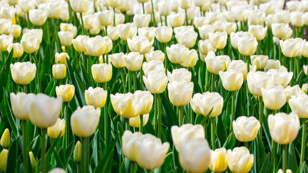 Blühende Tulpen. schönen Frühling und Sommer Hintergrund. Platz, um Text einzufügen. Frühlingsblumen. — Stockfoto