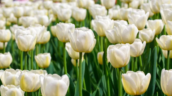 Des tulipes en fleurs. Beau fond de printemps et d'été. Endroit pour insérer du texte. Fleurs de printemps . — Photo