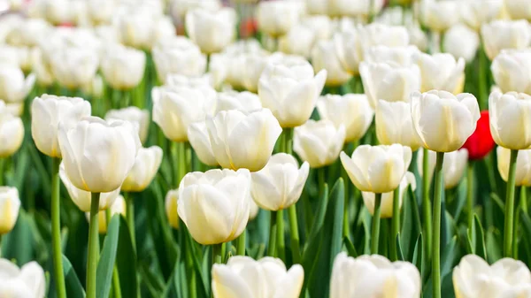 Blühende Tulpen. schönen Frühling und Sommer Hintergrund. Platz, um Text einzufügen. Frühlingsblumen. — Stockfoto