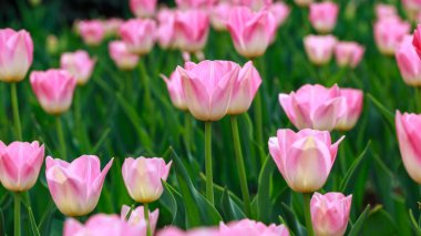 Çiçek açan laleler. Güzel ilkbahar ve yaz arka plan. Metin eklemek için yerleştirin. Bahar çiçekleri.