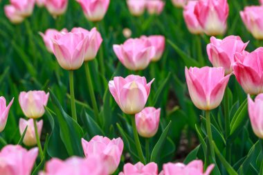 Çiçek açan laleler. Güzel ilkbahar ve yaz arka plan. Metin eklemek için yerleştirin. Bahar çiçekleri.