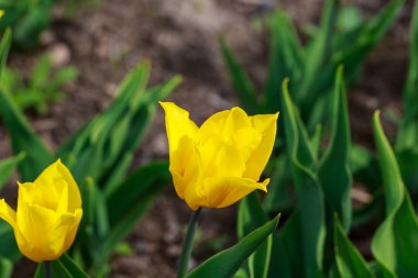 Çiçek açan laleler. Güzel ilkbahar ve yaz arka plan. Metin eklemek için yerleştirin. Bahar çiçekleri.