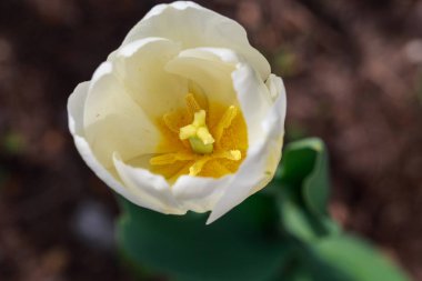 Çiçek açan laleler. Güzel ilkbahar ve yaz arka plan. Metin eklemek için yerleştirin. Bahar çiçekleri.