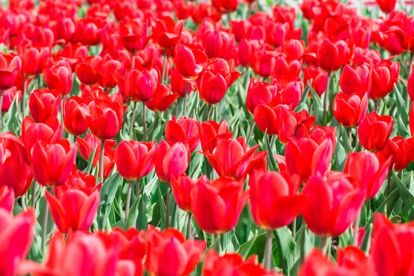 Çiçek açan laleler. Güzel ilkbahar ve yaz arka plan. Metin eklemek için yerleştirin. Bahar çiçekleri.