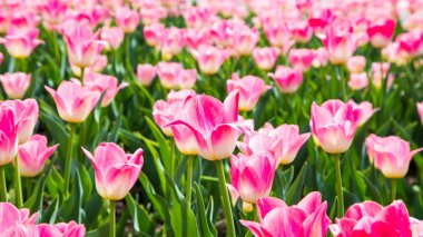 Çiçek açan laleler. Güzel ilkbahar ve yaz arka plan. Metin eklemek için yerleştirin. Bahar çiçekleri.