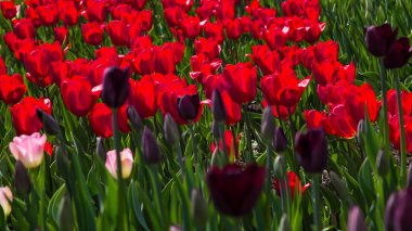 Çiçek açan laleler. Güzel ilkbahar ve yaz arka plan. Metin eklemek için yerleştirin. Bahar çiçekleri.