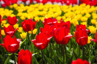 Çiçek açan laleler. Güzel ilkbahar ve yaz arka plan. Metin eklemek için yerleştirin. Bahar çiçekleri.