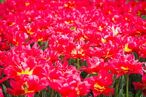 Tulipanes florecientes. Hermoso fondo de primavera y verano. Lugar para insertar texto. Flores de primavera . — Foto de Stock