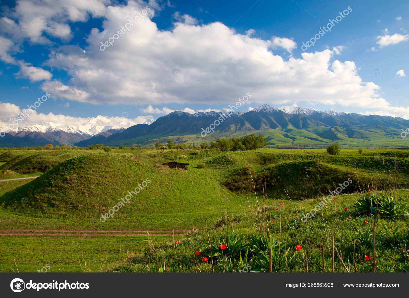 美丽的春夏风景 郁郁葱葱的青山 高山 春天盛开的草药 山地野生郁金香 蓝天白云 吉尔吉斯斯坦旅游背景 图库照片 C Alwih