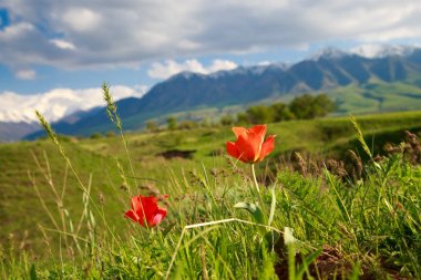 Güzel ilkbahar ve yaz manzarası. Yemyeşil tepeler, yüksek dağlar. Bahar açan otlar. Dağ vahşi laleleri. Mavi gökyüzü ve beyaz bulutlar. Turizm için Kırgızistan Arka Planı.