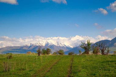 Beautiful spring and summer landscape. Lush green hills, high snowy mountains. Spring blooming herbs. blooming trees. Blue sky and white clouds.