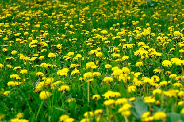 Beautiful yellow dandelions. Simple rural flowers. All background. Bright — Stock Photo, Image