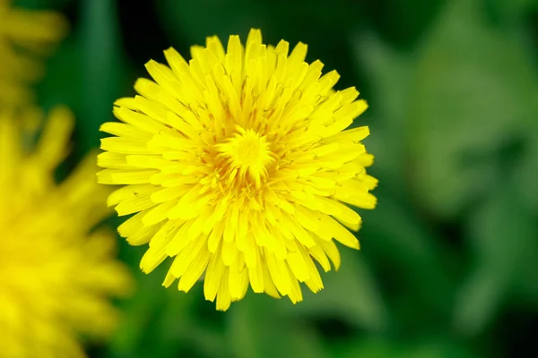 Beautiful yellow dandelions. Simple rural flowers. All background. Bright — Stock Photo, Image