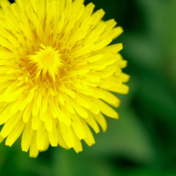 Beautiful yellow dandelions. Simple rural flowers. All background. Bright — Stock Photo, Image