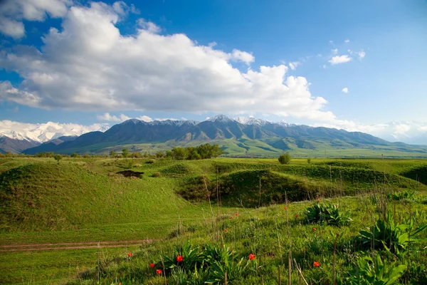 Vacker vår och sommar landskap. Frodiga gröna kullar, höga berg. Vårblommande örter. Mountain Wild tulpaner. Blå himmel och vita moln. Kirgizistan bakgrund för turism. — Stockfoto