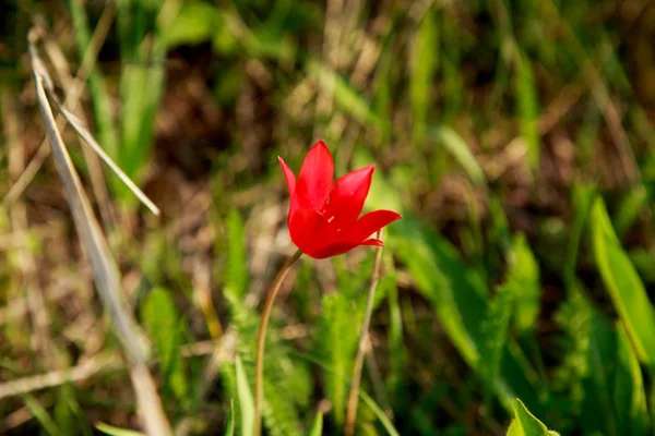 Vad hegyi vörös tulipán. Ritka természetes virágok nőnek természetes környezetben. Botanikai háttér. — Stock Fotó