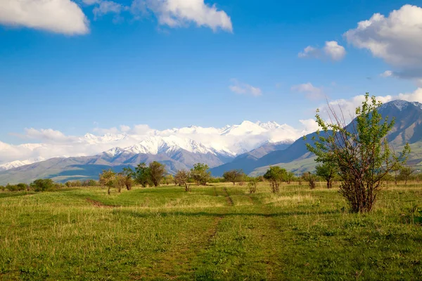 Vacker vår och sommar landskap. Frodiga gröna kullar, höga snöiga berg. Vårblommande örter. Blommande träd. Blå himmel och vita moln. — Stockfoto