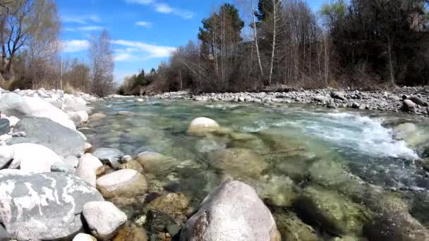 Fiume Montagna Tempestoso Circondato Pietre Alberi Inizio Primavera Kirghizistan — Video Stock