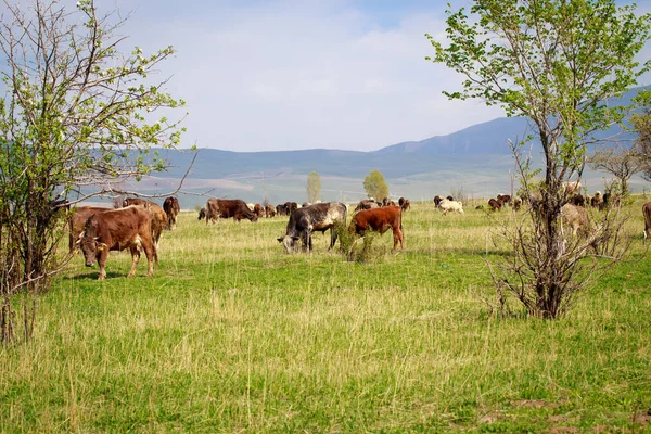 Cows grazing in the meadow. Green grass sky and trees. Farm work. Country style. Background for agriculture.
