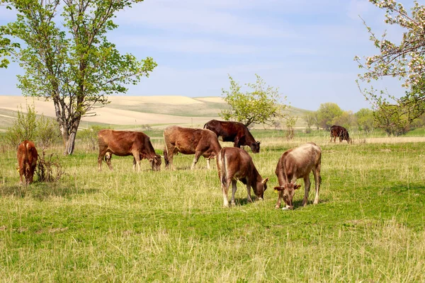 Cows grazing in the meadow. Green grass sky and trees. Farm work. Country style. Background for agriculture.