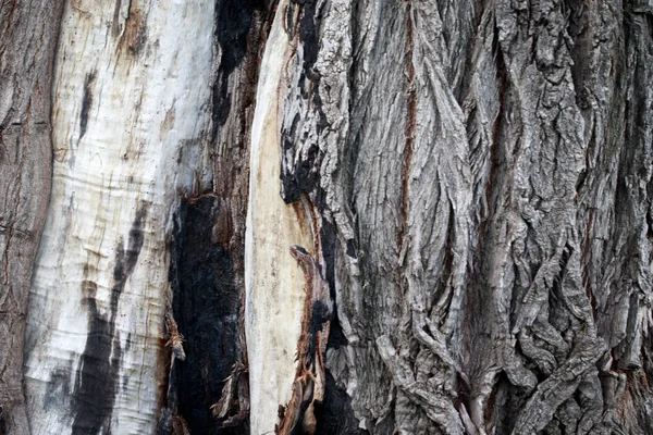 Textura de madera vieja. Viejo tronco de madera cortada. Fondo natural — Foto de Stock