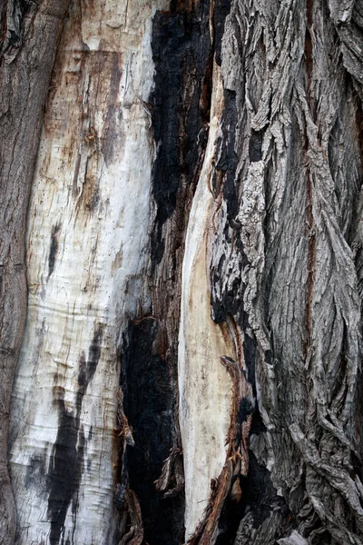 Textura de madeira velha. Velho tronco de madeira cortada. Fundo natural — Fotografia de Stock