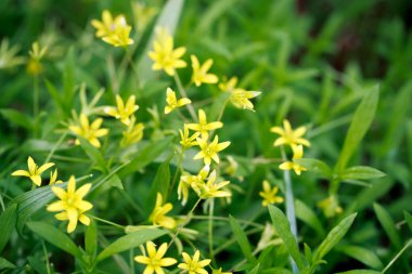 Taze yeşil çimenler. Doğal yeşillik parlak bahar arka plan. Taze sürgünlerin oyulmuş yaprakları. Kopyalama alanı ile arka plan