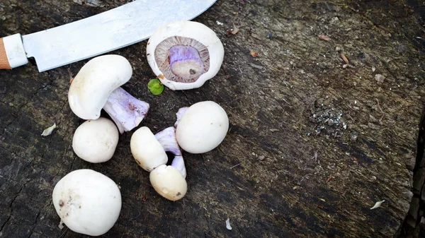 Setas frescas. Recogida de hongos en el verano. Champiñones en el viejo tocón y cuchillo. Fondo natural. Plano, vista superior, espacio para copiar — Foto de Stock