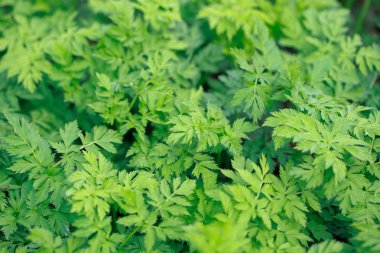 Taze yeşil çimenler. Doğal yeşillik parlak bahar arka plan. Taze sürgünlerin oyulmuş yaprakları. Kopyalama alanı ile arka plan