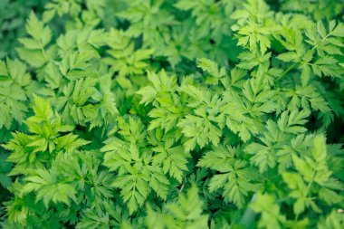 Taze yeşil çimenler. Doğal yeşillik parlak bahar arka plan. Taze sürgünlerin oyulmuş yaprakları. Kopyalama alanı ile arka plan
