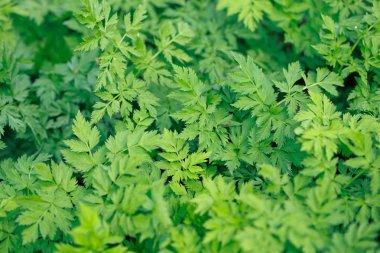 Taze yeşil çimenler. Doğal yeşillik parlak bahar arka plan. Taze sürgünlerin oyulmuş yaprakları. Kopyalama alanı ile arka plan