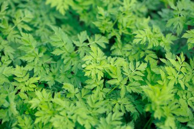 Taze yeşil çimenler. Doğal yeşillik parlak bahar arka plan. Taze sürgünlerin oyulmuş yaprakları. Kopyalama alanı ile arka plan