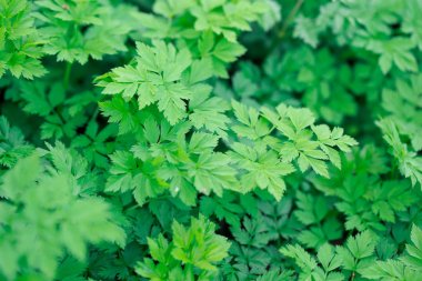 Taze yeşil çimenler. Doğal yeşillik parlak bahar arka plan. Taze sürgünlerin oyulmuş yaprakları. Kopyalama alanı ile arka plan