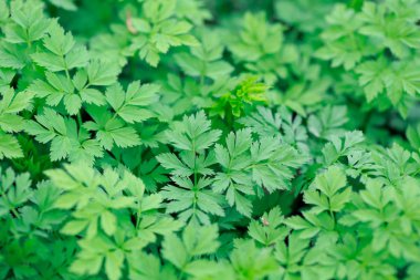 Taze yeşil çimenler. Doğal yeşillik parlak bahar arka plan. Taze sürgünlerin oyulmuş yaprakları. Kopyalama alanı ile arka plan