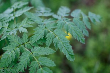 Taze yeşil çimenler. Doğal yeşillik parlak bahar arka plan. Taze sürgünlerin oyulmuş yaprakları. Kopyalama alanı ile arka plan