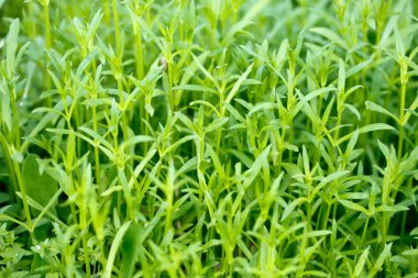 Taze yeşil çimenler. Doğal yeşillik parlak bahar arka plan. Taze sürgünlerin oyulmuş yaprakları. Kopyalama alanı ile arka plan