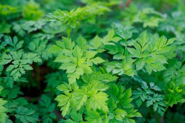 Taze yeşil çimenler. Doğal yeşillik parlak bahar arka plan. Taze sürgünlerin oyulmuş yaprakları. Kopyalama alanı ile arka plan