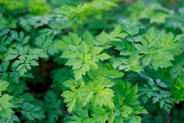 Taze yeşil çimenler. Doğal yeşillik parlak bahar arka plan. Taze sürgünlerin oyulmuş yaprakları. Kopyalama alanı ile arka plan