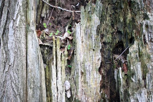 Textúra a régi fa. Régi Stump vágott fa. Természetes háttér — Stock Fotó
