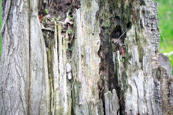 Texture de vieux bois. Vieille souche de bois coupé. Contexte naturel — Photo