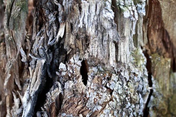 Texture de vieux bois. Vieille souche de bois coupé. Contexte naturel — Photo