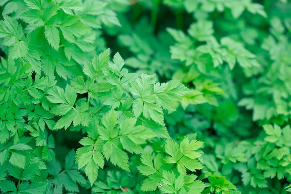 Taze yeşil çimenler. Doğal yeşillik parlak bahar arka plan. Taze sürgünlerin oyulmuş yaprakları. Kopyalama alanı ile arka plan