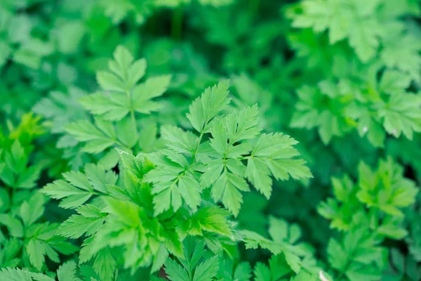 Φρέσκο πράσινο γρασίδι. Φωτεινό φόντο της φυσικής βλάστησης. Σκαλιστά φύλλα από φρέσκους βλαστούς. Φόντο με χώρο αντιγραφής — Φωτογραφία Αρχείου