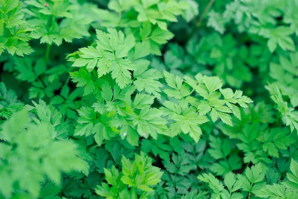 Taze yeşil çimenler. Doğal yeşillik parlak bahar arka plan. Taze sürgünlerin oyulmuş yaprakları. Kopyalama alanı ile arka plan
