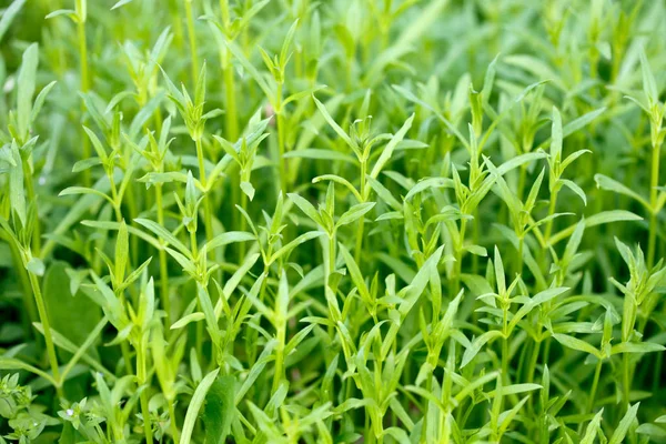 Färskt grönt gräs. Ljus vårbakgrund av naturlig grönska. Snidade blad av färska skott. Bakgrund med kopierings utrymme — Stockfoto