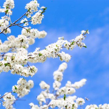 Bahar çiçekleri. Mavi gökyüzüne karşı çiçek açan kiraz dalları. Beyaz çiçek. Bahar arka planı. Kiraz çiçekleri.