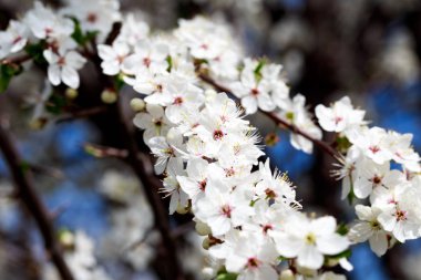 Bahar çiçekleri. Mavi gökyüzüne karşı çiçek açan kiraz dalları. Beyaz çiçek. Bahar arka planı. Kiraz çiçekleri.