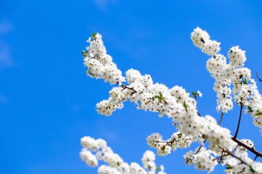 Bahar çiçekleri. Mavi gökyüzüne karşı çiçek açan kiraz dalları. Beyaz çiçek. Bahar arka planı. Kiraz çiçekleri.